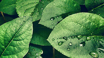 YES WE CARE, ECO Collection